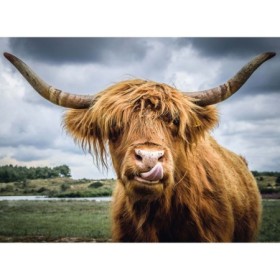 Puzzle Bovina, 300 Piese Ravensburger - 1